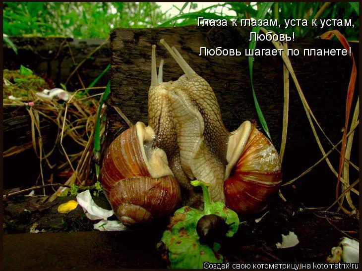 Глаза к глазам, уста к устам, Любовь! Любовь шагает по планете!... Котоматрица: Глаза к глазам, уста к устам, Любовь! Любовь шагает по планете!