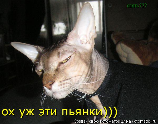 ох уж эти пьянки))) опять???... Котоматрица: ох уж эти пьянки))) опять???