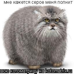 мне кажется серое меня полнит... Котоматрица: мне кажется серое меня полнит