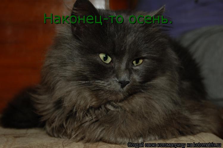 Наконец-то осень.... Котоматрица: Наконец-то осень.