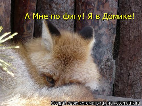 А Мне по фигу! Я в Домике!... Котоматрица: А Мне по фигу! Я в Домике!