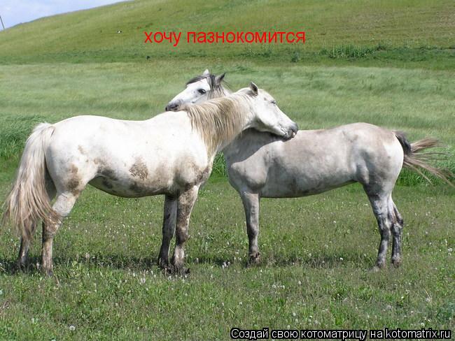 хочу пазнокомится... Котоматрица: хочу пазнокомится