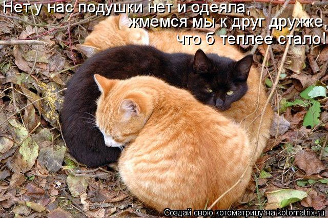 Нет у нас подушки нет и одеяла, жмемся мы к друг дружке, что б теплее стало!... Котоматрица: Нет у нас подушки нет и одеяла, жмемся мы к друг дружке, что б теплее стало!