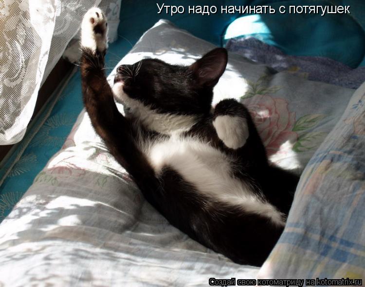 Утро надо начинать с потягушек... Котоматрица: Утро надо начинать с потягушек