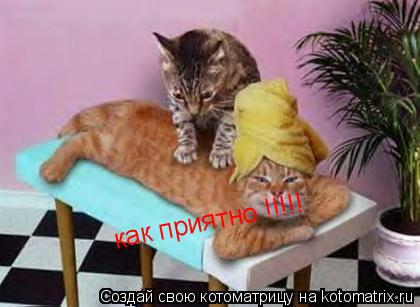 как приятно !!!!!... Котоматрица: как приятно !!!!!