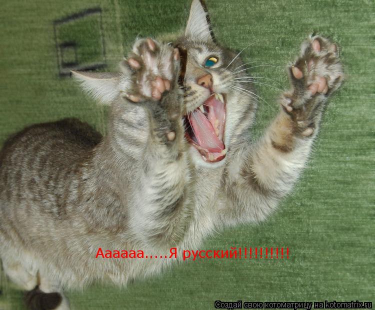 Аааааа.....Я русский!!!!!!!!!!... Котоматрица: Аааааа.....Я русский!!!!!!!!!!