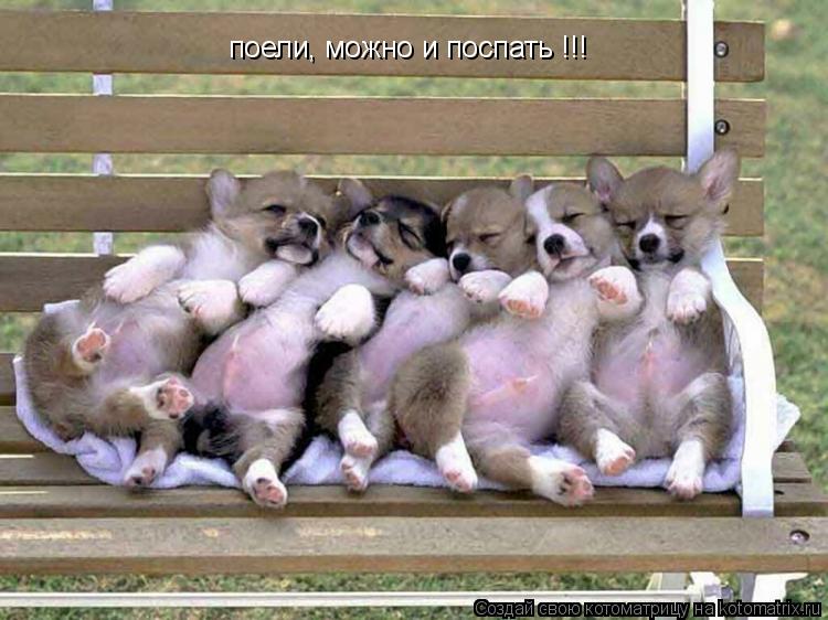 Котоматрица: поели, можно и поспать !!!