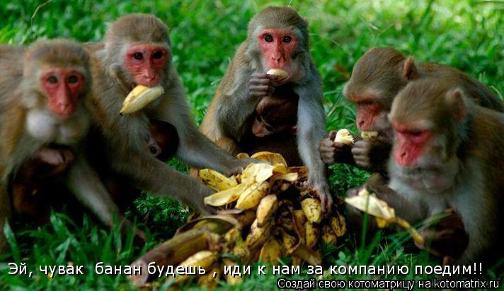 Эй, чувак банан будешь , иди к нам за компанию поедим!!... Котоматрица: Эй, чувак банан будешь , иди к нам за компанию поедим!!