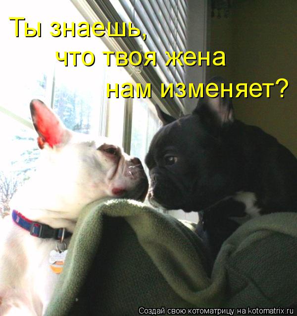Ты знаешь, что твоя жена нам изменяет?... Котоматрица: Ты знаешь, что твоя жена нам изменяет?