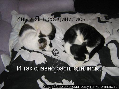 Инь и Янь соединились И так славно расплодились...... Котоматрица: Инь и Янь соединились И так славно расплодились...