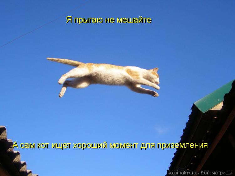 Я прыгаю не мешайте А сам кот ищет хороший момент для приземления... Котоматрица: Я прыгаю не мешайте А сам кот ищет хороший момент для приземления