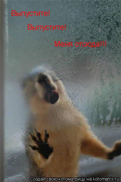 Выпустите! Выпустите! Меня отсюда!!!... Котоматрица: Выпустите! Выпустите! Меня отсюда!!!