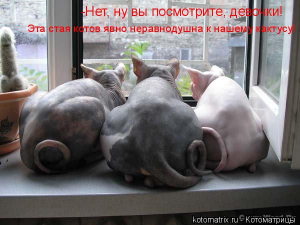 Котоматрица: -Нет, ну вы посмотрите, девочки!  Эта стая котов явно неравнодушна к нашему кактусу!