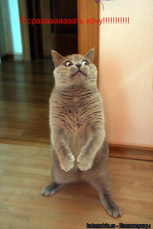 Я срааааааааать хочу!!!!!!!!!!!... Котоматрица: Я срааааааааать хочу!!!!!!!!!!!