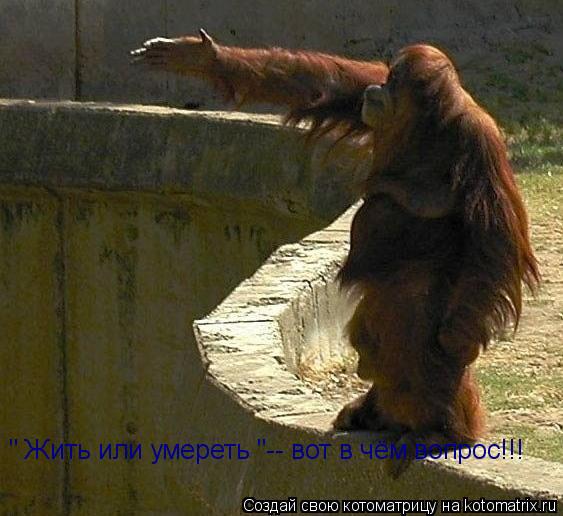 " Жить или умереть "-- вот в чём вопрос!!!... Котоматрица: " Жить или умереть "-- вот в чём вопрос!!!