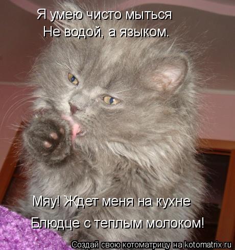 Я умею чисто мыться Не водой, а языком. Блюдце с теплым молоком! Мяу! Ждет меня на кухне... Котоматрица: Я умею чисто мыться Не водой, а языком. Блюдце с теплым молоком! Мяу! Ждет меня на кухне