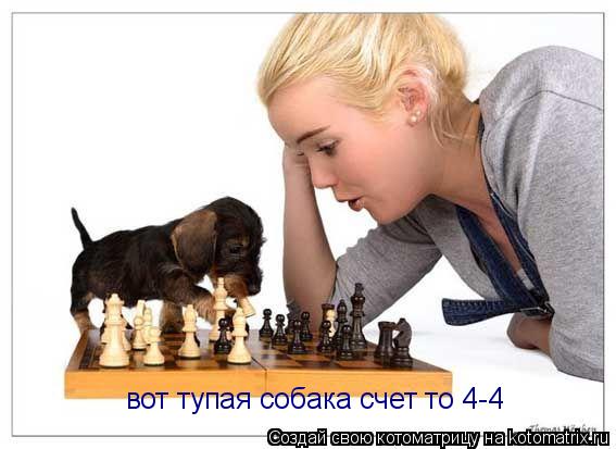 вот тупая собака счет то 4-4... Котоматрица: вот тупая собака счет то 4-4