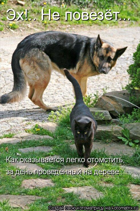 Эх!.. Не повезёт... Как оказывается легко отомстить, за день проведённый на дереве...... Котоматрица: Эх!.. Не повезёт... Как оказывается легко отомстить, за день проведённый на дереве...