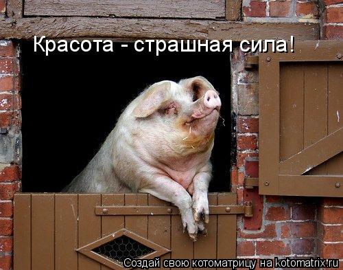 Красота - страшная сила!... Котоматрица: Красота - страшная сила!