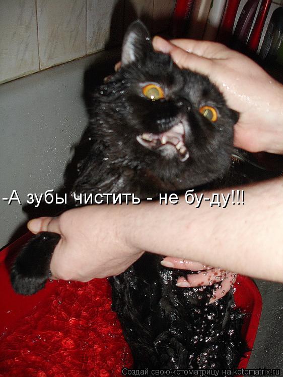 -А зубы чистить - не бу-ду!!!... Котоматрица: -А зубы чистить - не бу-ду!!!