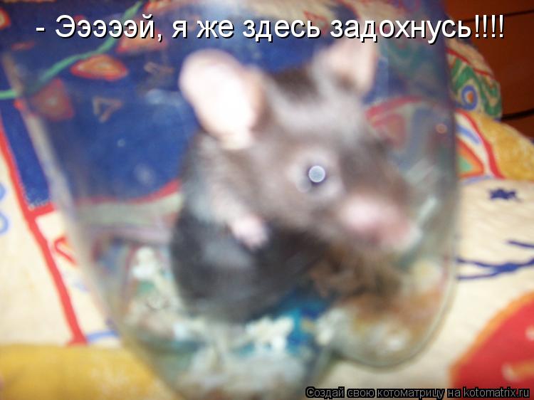 - Эээээй, я же здесь задохнусь!!!!... Котоматрица: - Эээээй, я же здесь задохнусь!!!!
