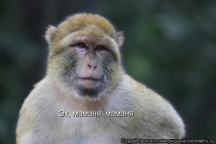 Котоматрица: Эх, маманя, маманя