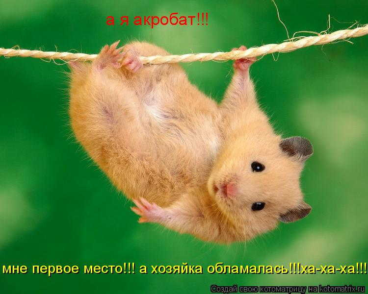 а я акробат!!! мне первое место!!! а хозяйка обламалась!!!ха-ха-ха!!! мне первое место!!! а хозяйка о... Котоматрица: а я акробат!!! мне первое место!!! а хозяйка обламалась!!!ха-ха-ха!!! мне первое место!!! а хозяйка обламалась!!!ха-ха-ха!!! мне первое место!!! а хоз