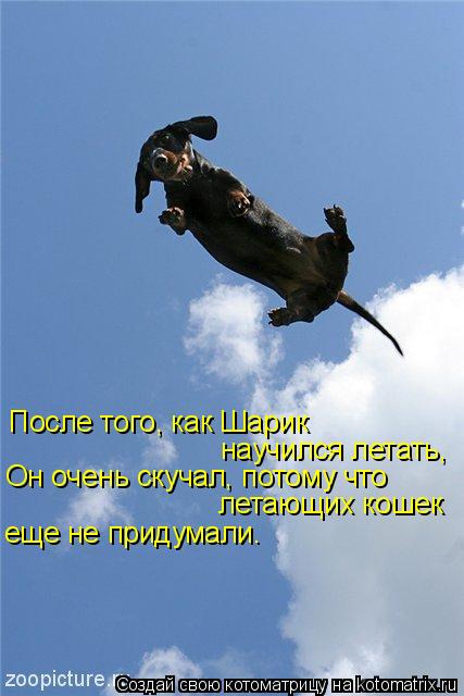 После того, как Шарик научился летать, Он очень скучал, потому что летающих кошек еще не придумали.... Котоматрица: После того, как Шарик научился летать, Он очень скучал, потому что летающих кошек еще не придумали.