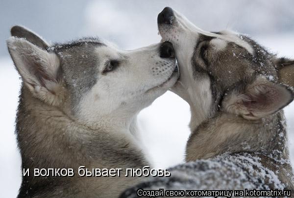 и волков бывает любовь... Котоматрица: и волков бывает любовь