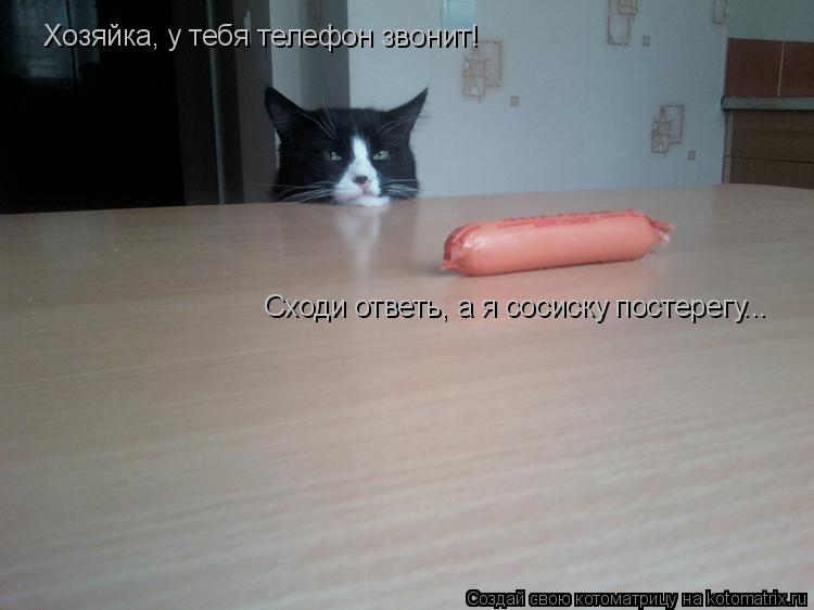 Хозяйка, у тебя телефон звонит! Сходи ответь, а я сосиску постерегу...... Котоматрица: Хозяйка, у тебя телефон звонит! Сходи ответь, а я сосиску постерегу...