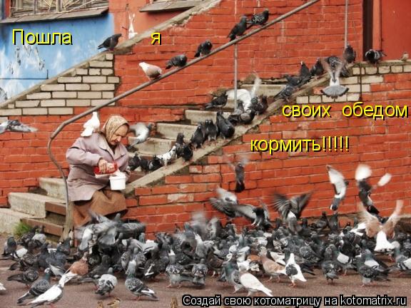 Пошла я своих обедом кормить!!!!!... Котоматрица: Пошла я своих обедом кормить!!!!!