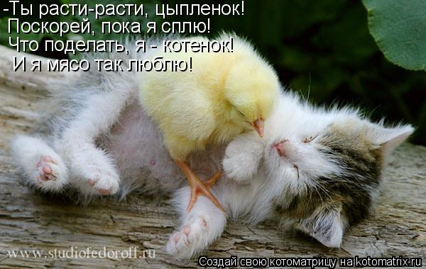 -Ты расти-расти, цыпленок! Поскорей, пока я сплю! Что поделать, я - котенок! И я мясо так люблю!... Котоматрица: -Ты расти-расти, цыпленок! Поскорей, пока я сплю! Что поделать, я - котенок! И я мясо так люблю!