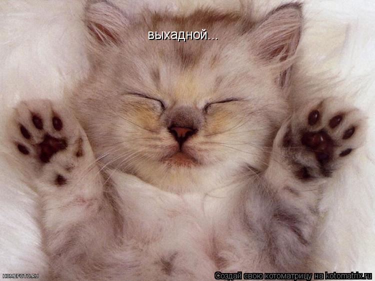 выхадной...... Котоматрица: выхадной...
