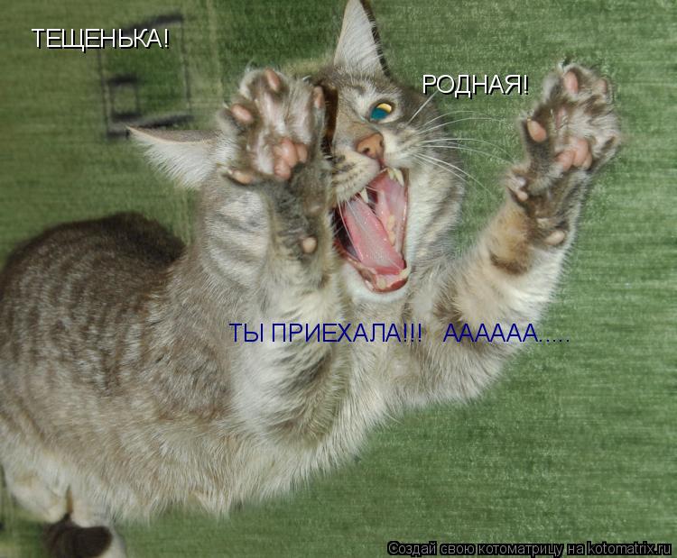 ТЕЩЕНЬКА! РОДНАЯ! ТЫ ПРИЕХАЛА!!! АААААА........ Котоматрица: ТЕЩЕНЬКА! РОДНАЯ! ТЫ ПРИЕХАЛА!!! АААААА.....