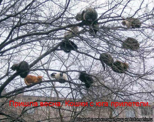 Пришла весна. Кошки с юга прилетели.... Котоматрица: Пришла весна. Кошки с юга прилетели.