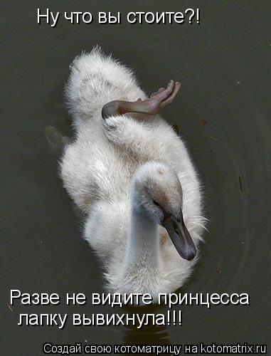 Ну что вы стоите?! Разве не видите принцесса лапку вывихнула!!!... Котоматрица: Ну что вы стоите?! Разве не видите принцесса лапку вывихнула!!!