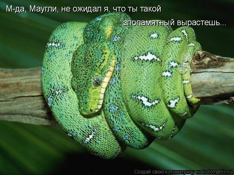 М-да, Маугли, не ожидал я, что ты такой злопамятный вырастешь...... Котоматрица: М-да, Маугли, не ожидал я, что ты такой злопамятный вырастешь...
