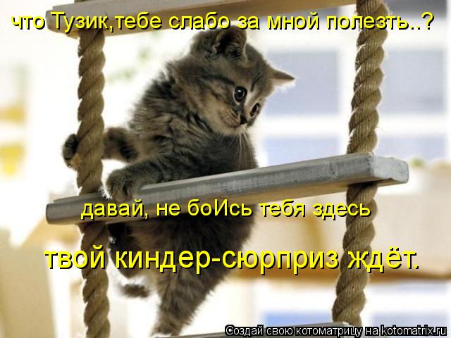 что Тузик,тебе слабо за мной полезть..? давай, не боИсь тебя здесь твой киндер-сюрприз ждёт.... Котоматрица: что Тузик,тебе слабо за мной полезть..? давай, не боИсь тебя здесь твой киндер-сюрприз ждёт.