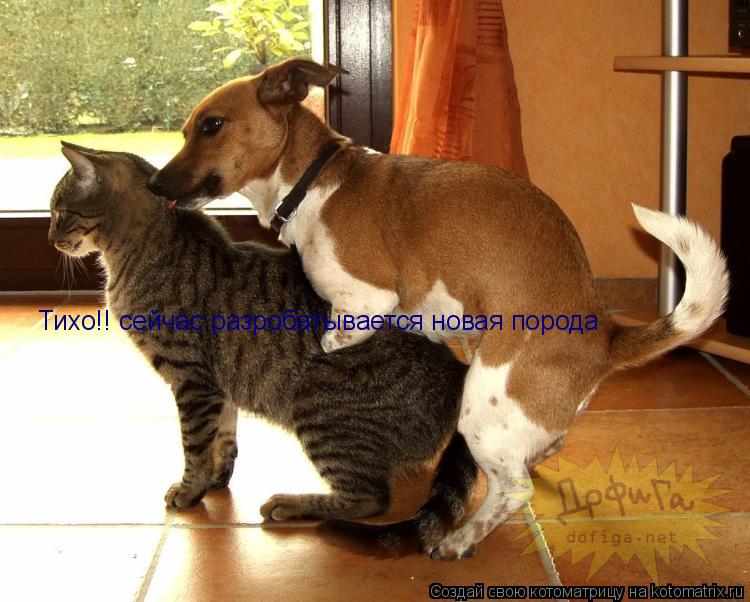 Котоматрица: Тихо!! сейчас разробатывается новая порода
