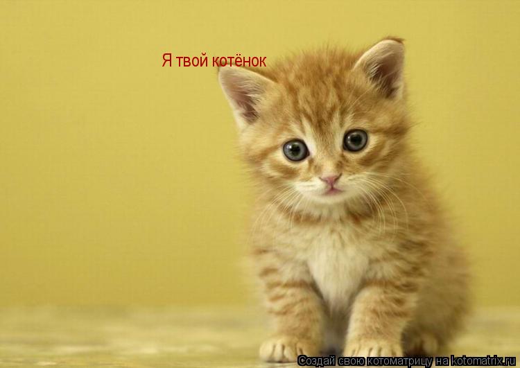 Я твой котёнок... Котоматрица: Я твой котёнок