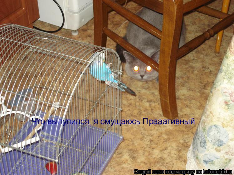 Что вылупился, я смущаюсь Прааативный... Котоматрица: Что вылупился, я смущаюсь Прааативный