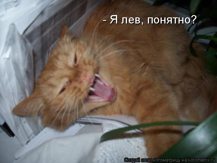 - Я лев, понятно?... Котоматрица: - Я лев, понятно?
