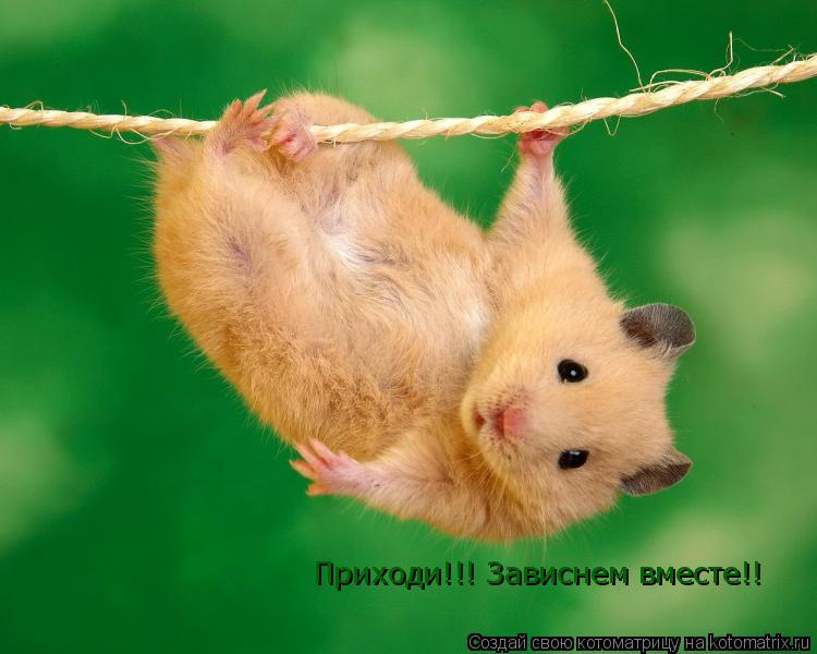 Котоматрица: Приходи!!! Зависнем вместе!!