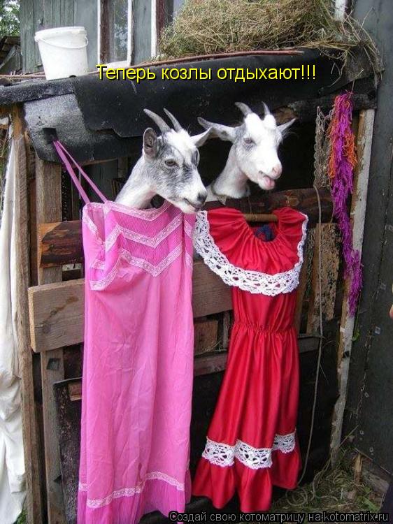 Теперь козлы отдыхают!!!... Котоматрица: Теперь козлы отдыхают!!!