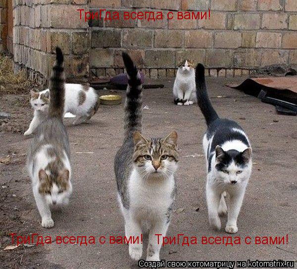 ТриГда всегда с вами! ТриГда всегда с вами! ТриГда всегда с вами!... Котоматрица: ТриГда всегда с вами! ТриГда всегда с вами! ТриГда всегда с вами!