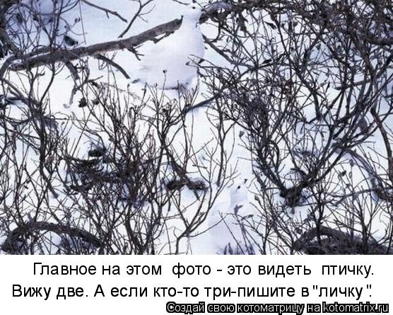 Главное на этом фото - это видеть птичку. Вижу две. А если кто-то три-пишите в «личку». Вижу две. А... Котоматрица: Главное на этом фото - это видеть птичку. Вижу две. А если кто-то три-пишите в «личку». Вижу две. А если кто-то три-пишите в «личку». " "