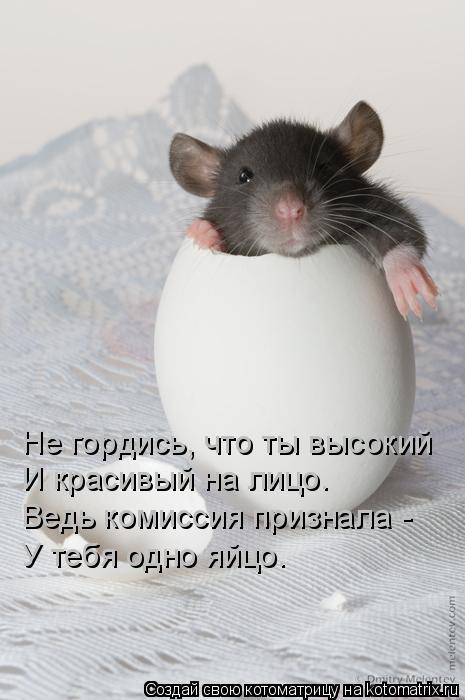 Не гордись, что ты высокий И красивый на лицо. Ведь комиссия признала - У тебя одно яйцо.... Котоматрица: Не гордись, что ты высокий И красивый на лицо. Ведь комиссия признала - У тебя одно яйцо.