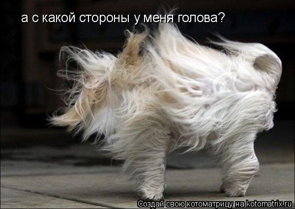 а с какой стороны у меня голова?... Котоматрица: а с какой стороны у меня голова?