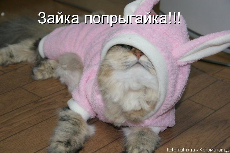 Зайка попрыгайка!!!... Котоматрица: Зайка попрыгайка!!!