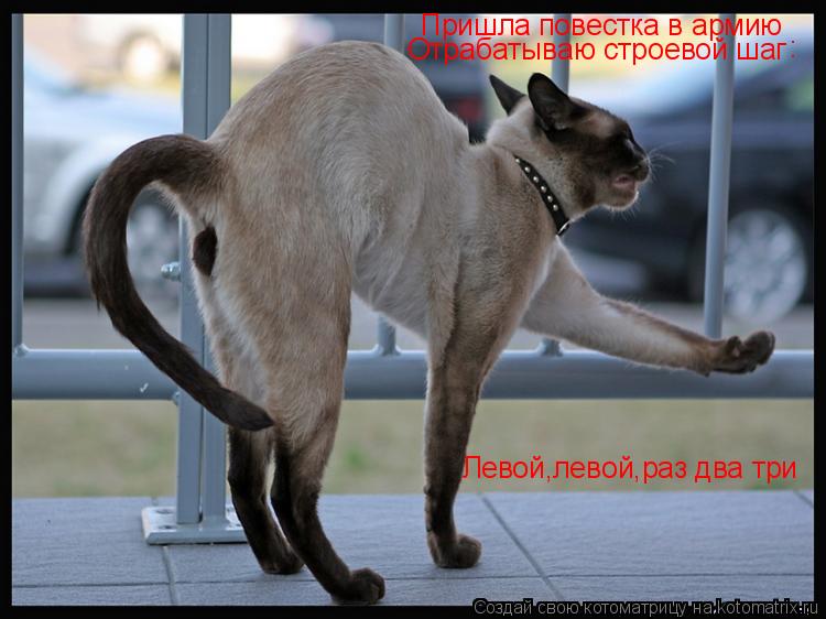 Котоматрица: Пришла повестка в армию Отрабатываю строевой шаг  : Левой,левой,раз два три